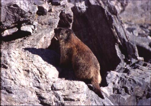 Marmotta